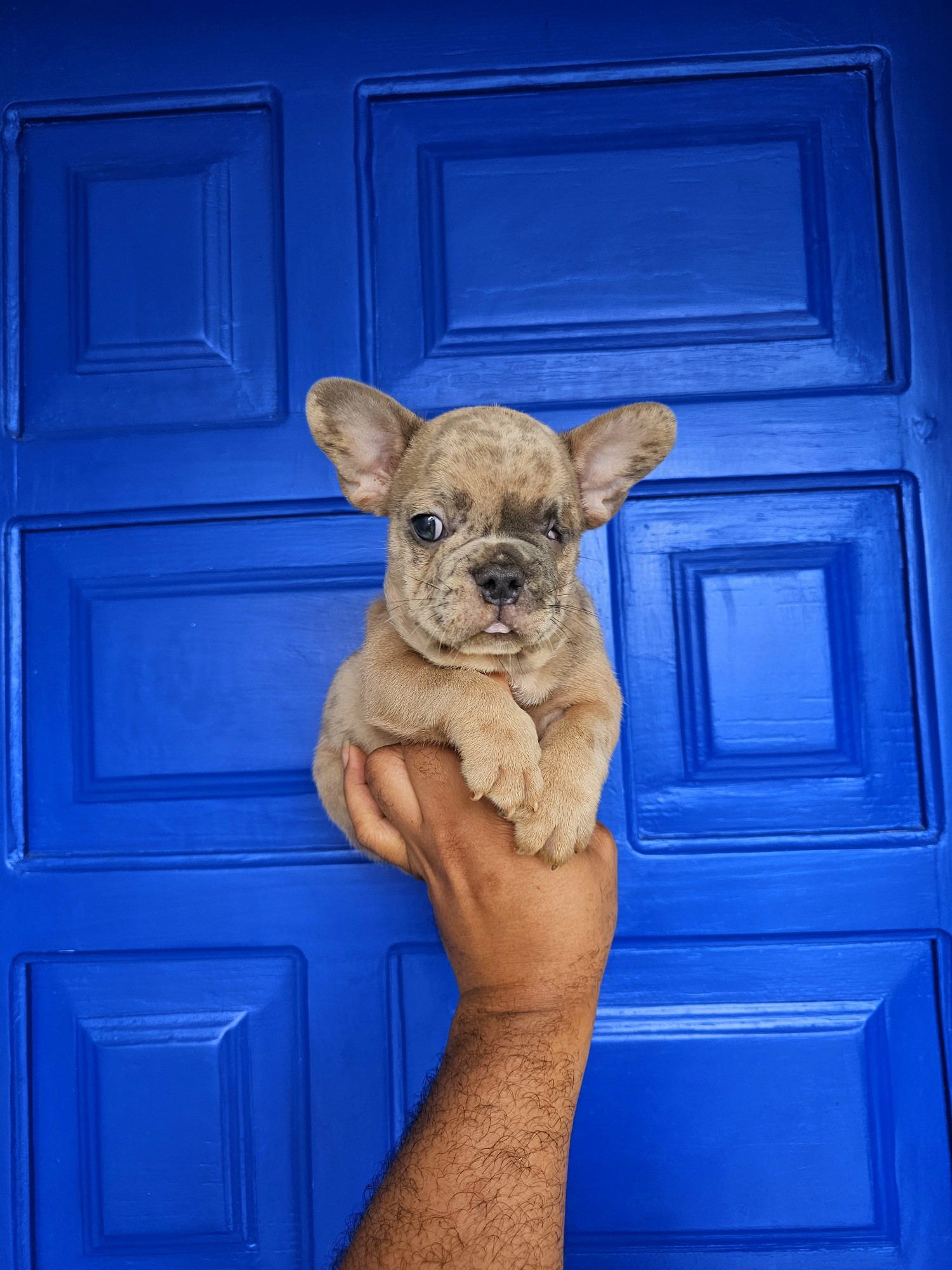 animales y mascotas - Exótico Bulldog frances blue fanw merle 