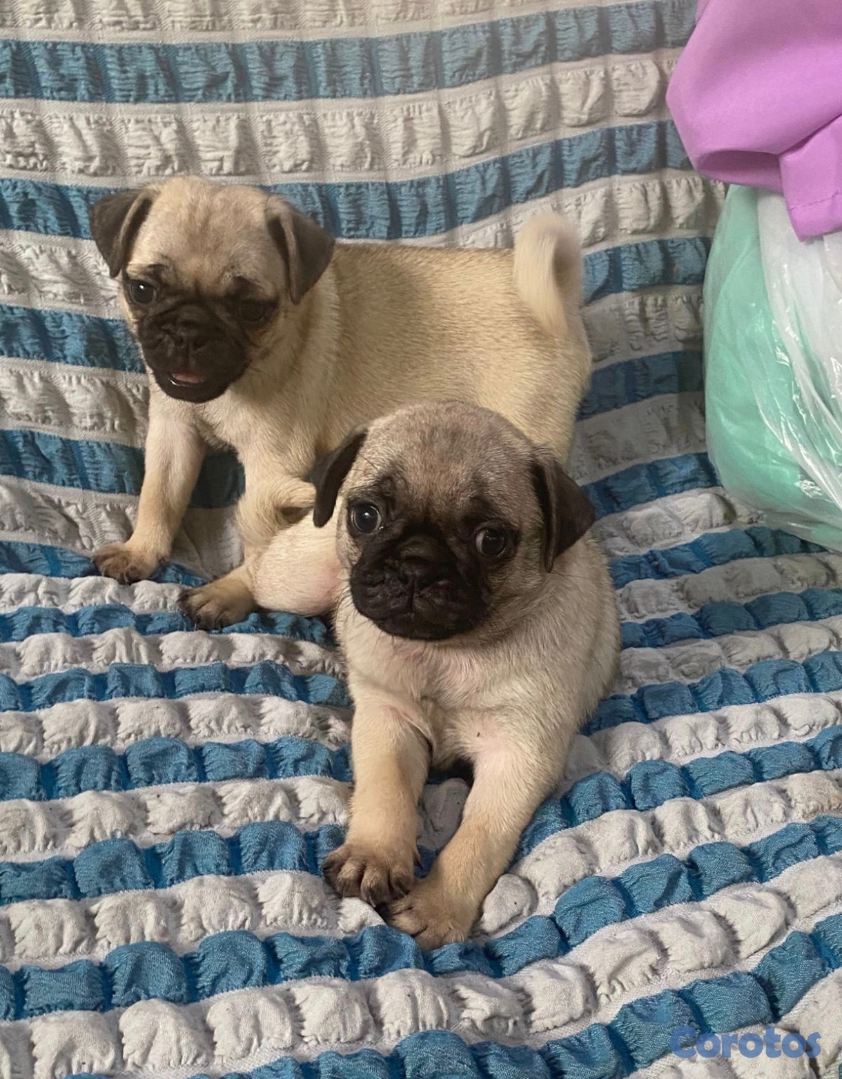 animales y mascotas -  Pug  macho y hembra 
con su dos primeras vacunas desparasita, padres presente  3