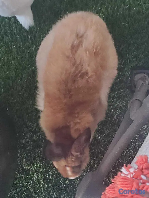 animales y mascotas - vendo pareja de conejos enanos 8