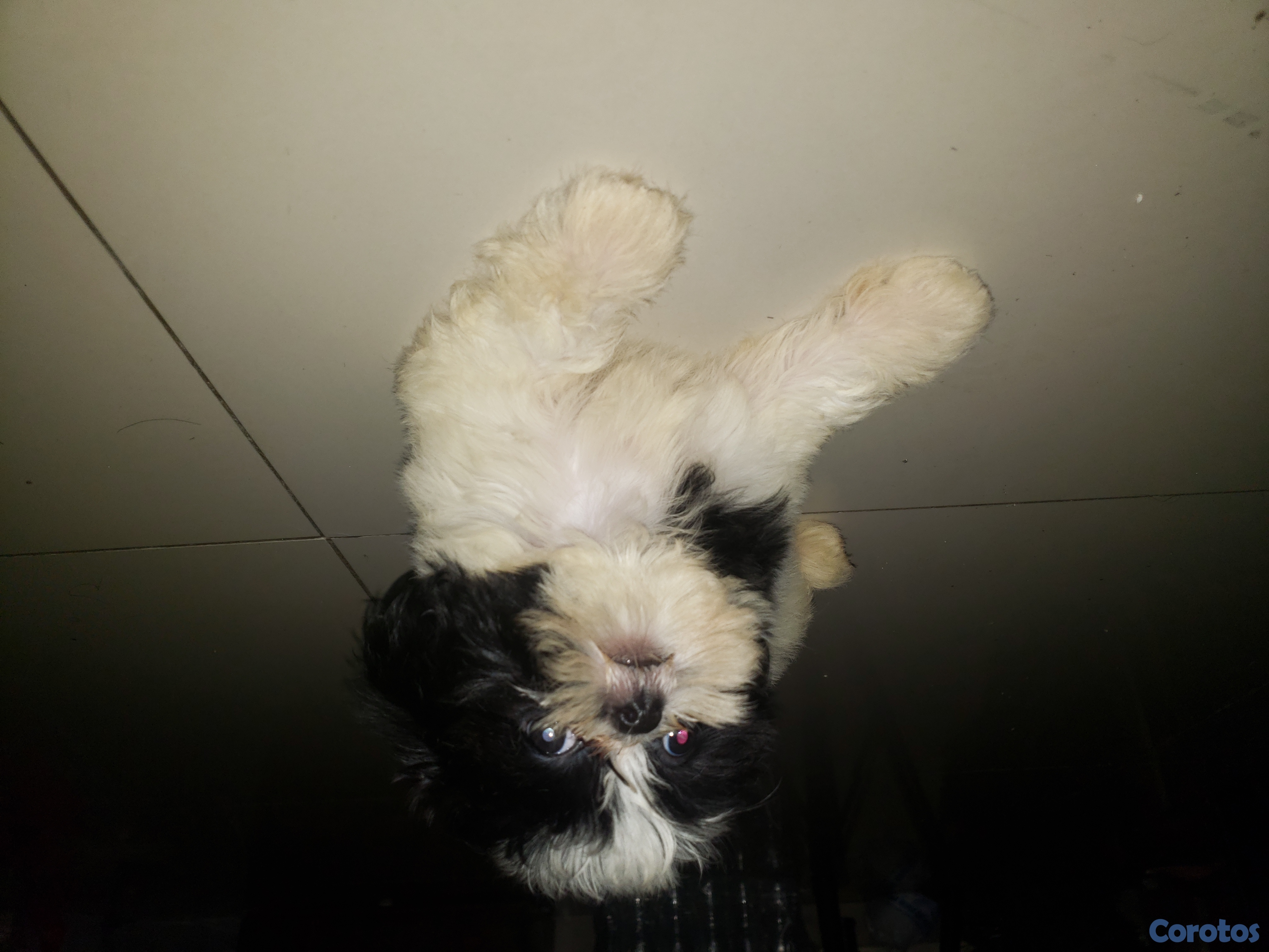 animales y mascotas - shih tzu hembra  2