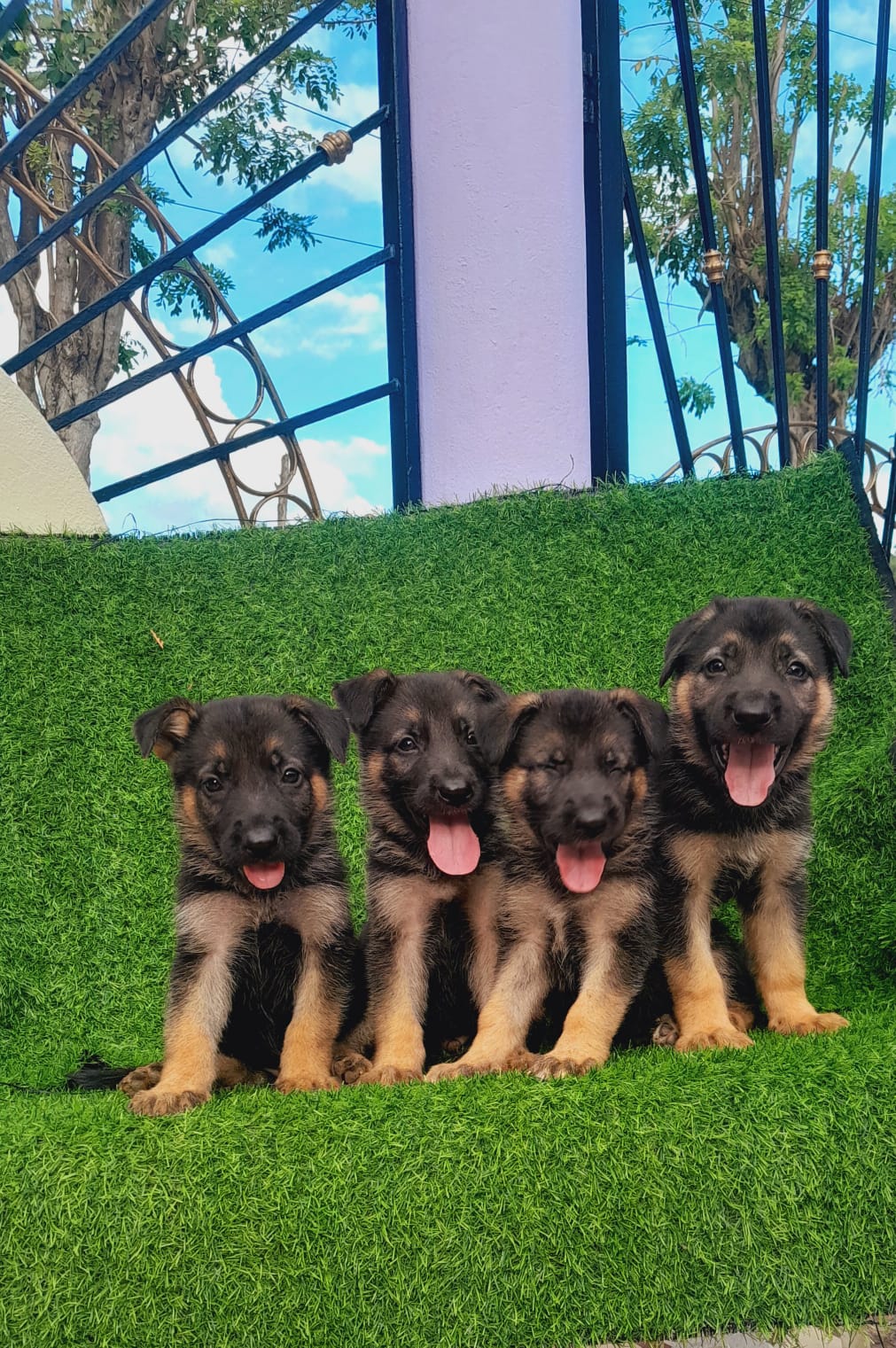 animales y mascotas - Pastor alemán hembra y machos. Dog, pet, aleman