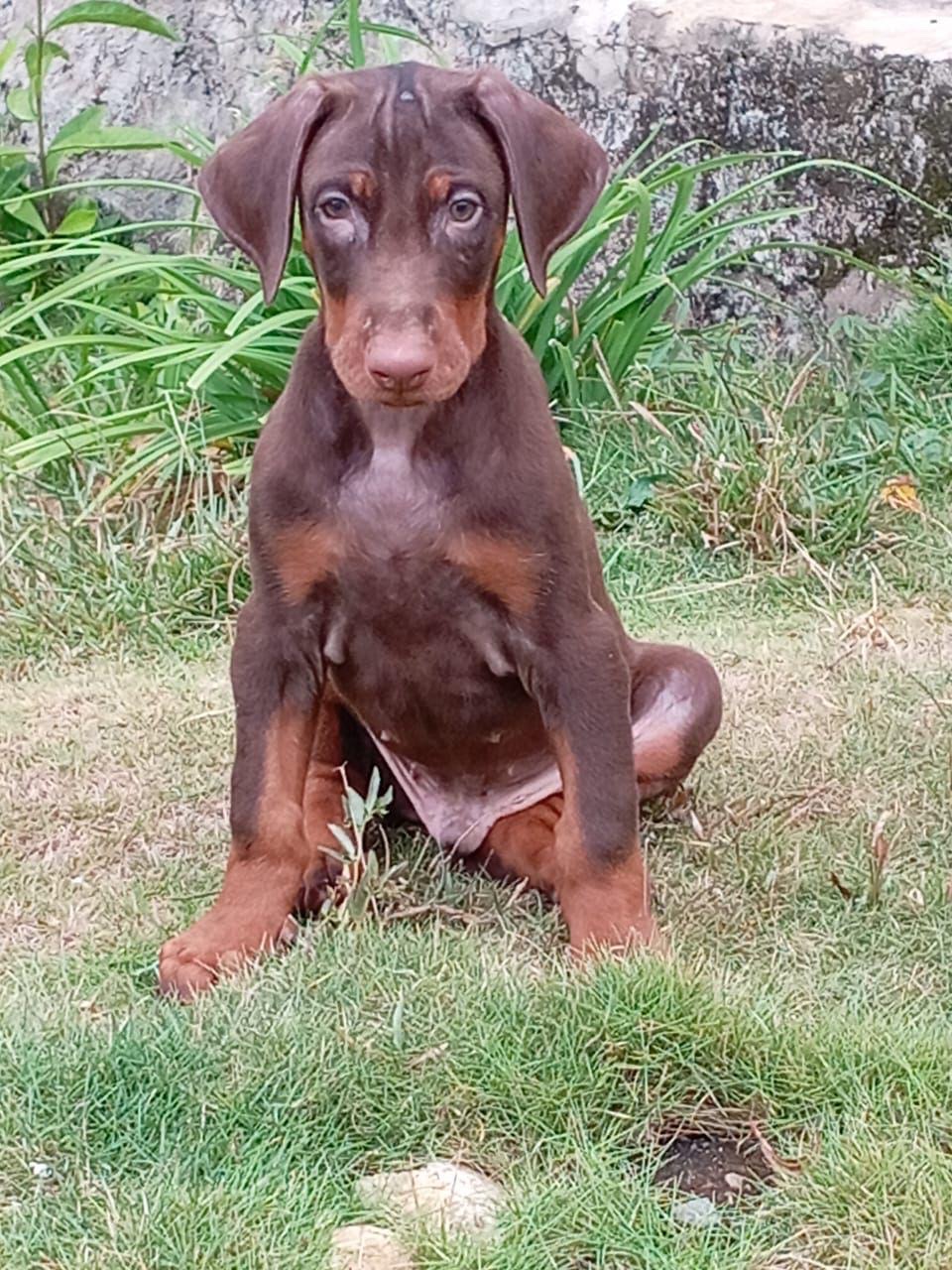 animales y mascotas - doberman 