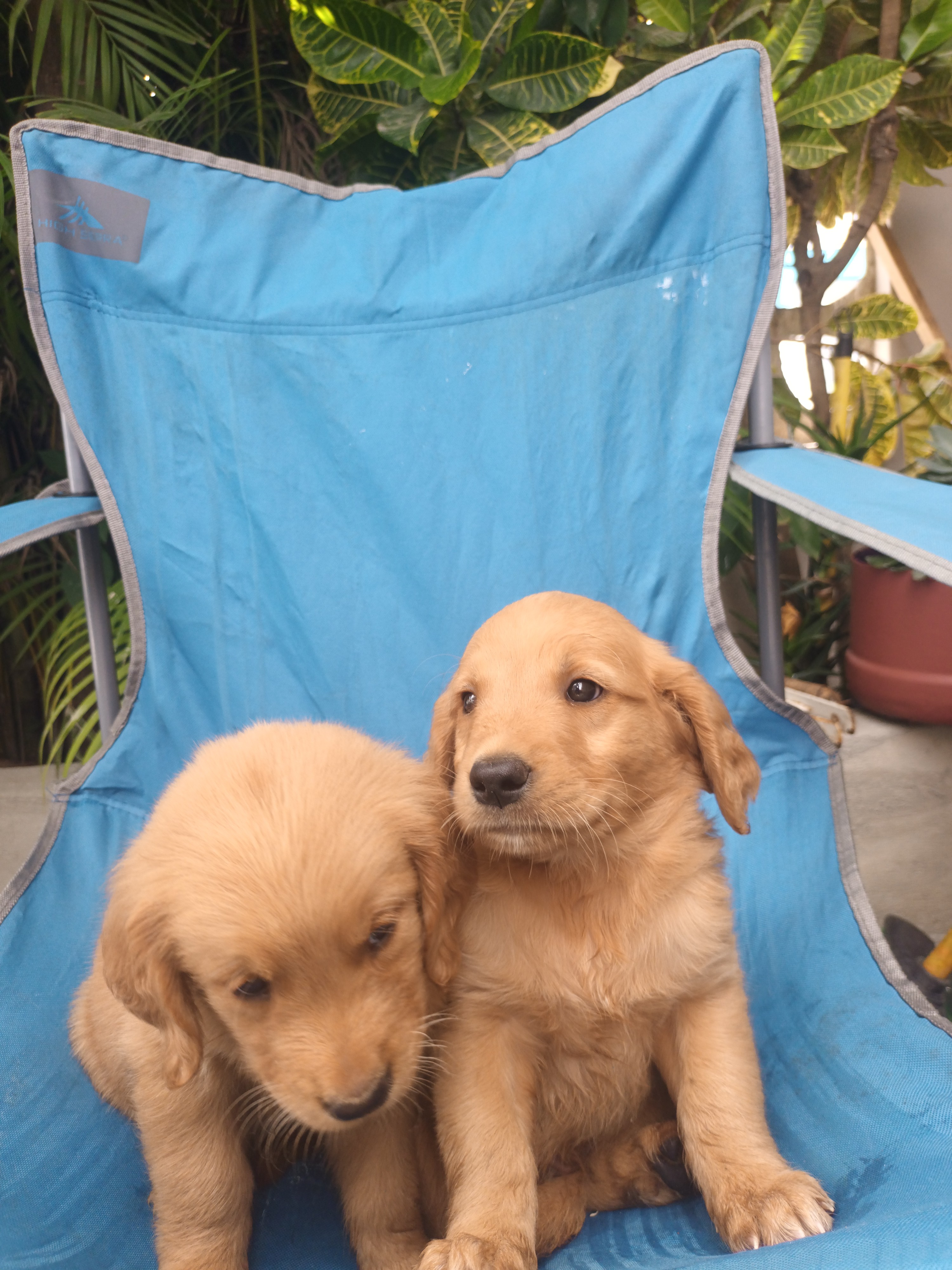 animales y mascotas - Hermoso cachorros Golden  Retriever listo para entregar vacunas al día  0