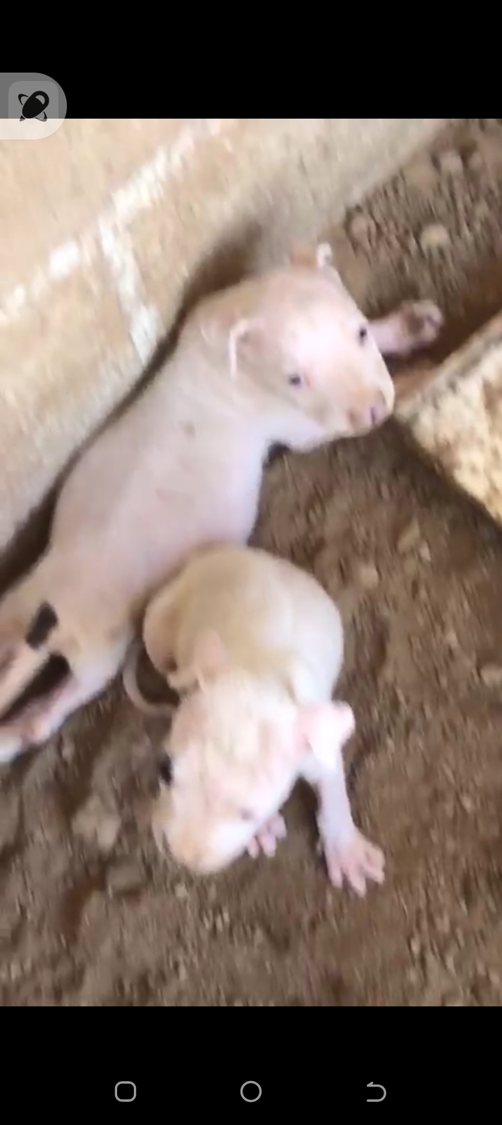 animales y mascotas - Dogo Argentino cachorros 