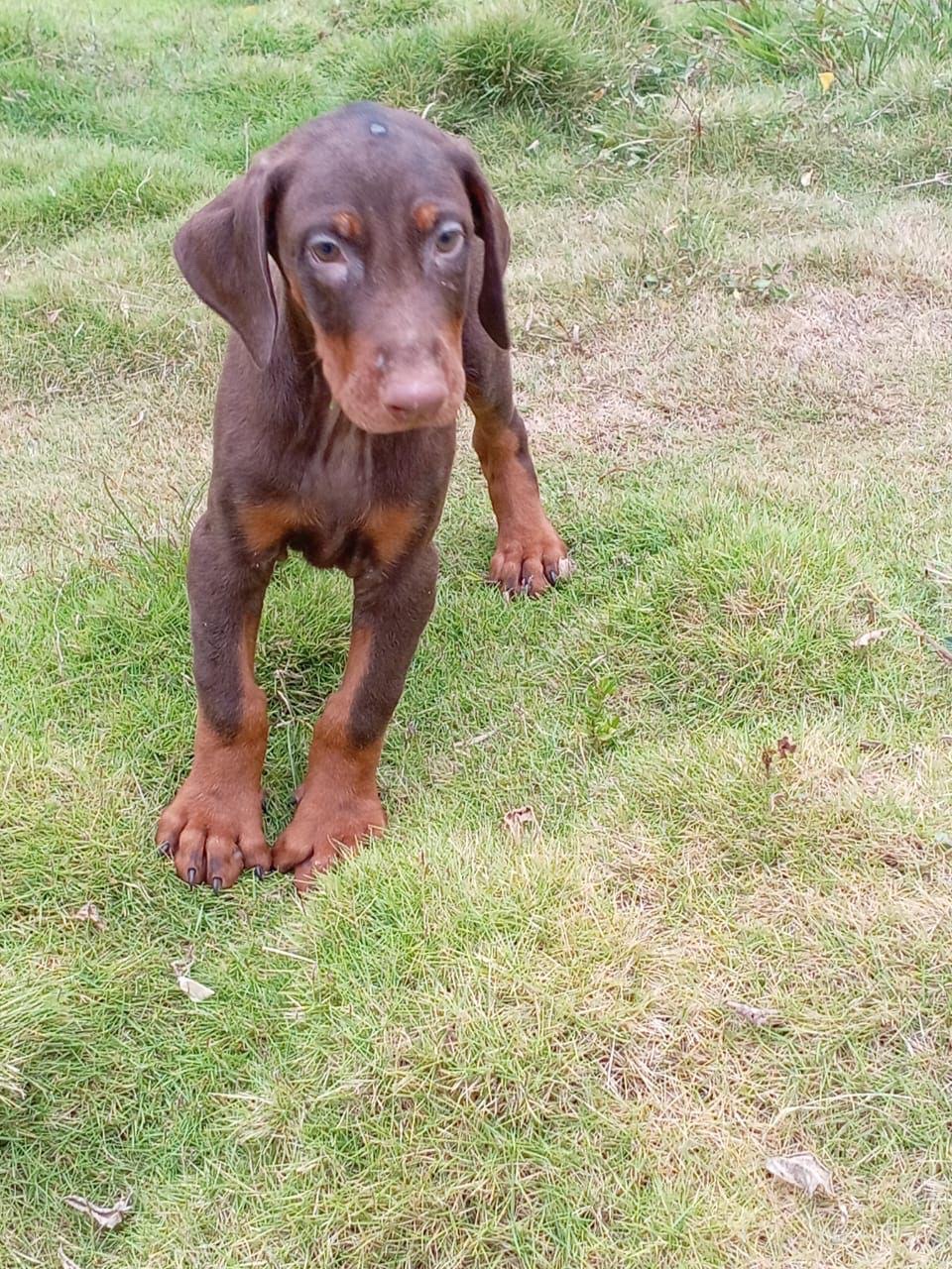 animales y mascotas - doberman  1