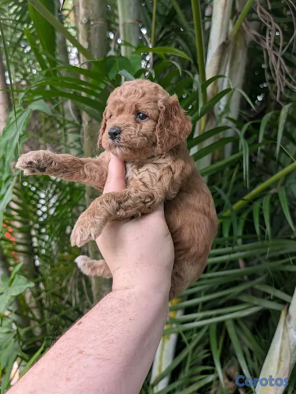 animales y mascotas - hermosos cachorritos goldendoodle 6