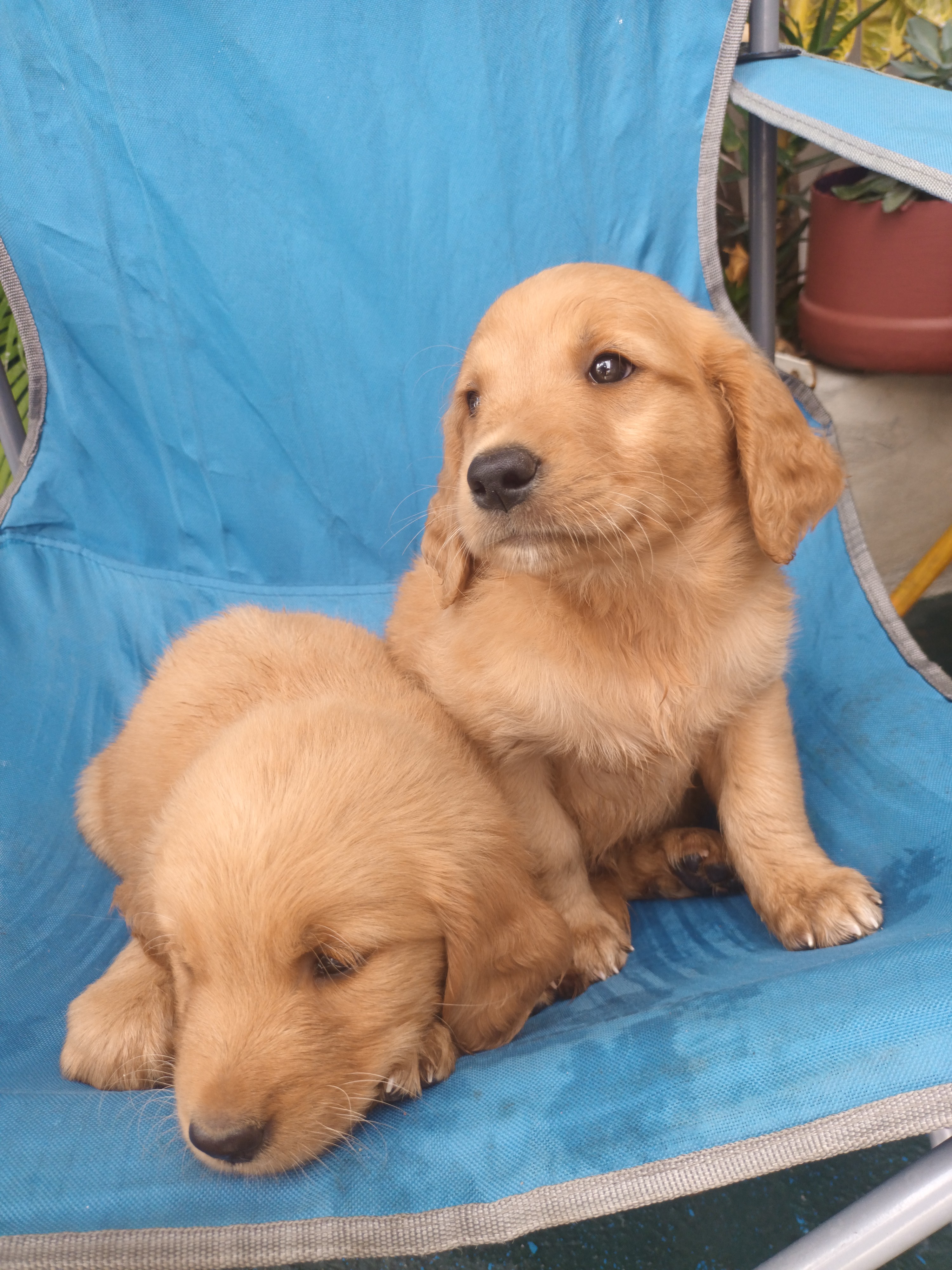 animales y mascotas - Hermoso cachorros Golden  Retriever listo para entregar vacunas al día  1