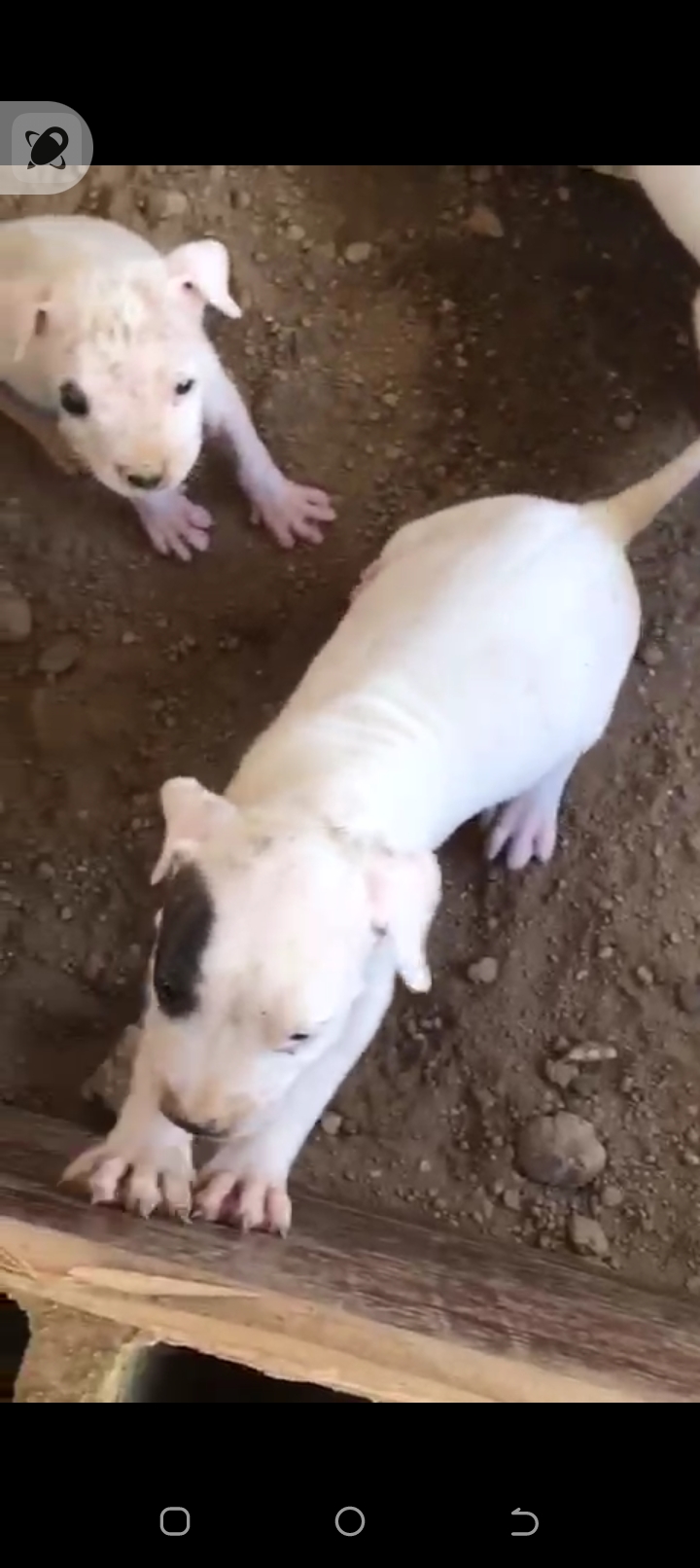 animales y mascotas - Dogo Argentino cachorros  1