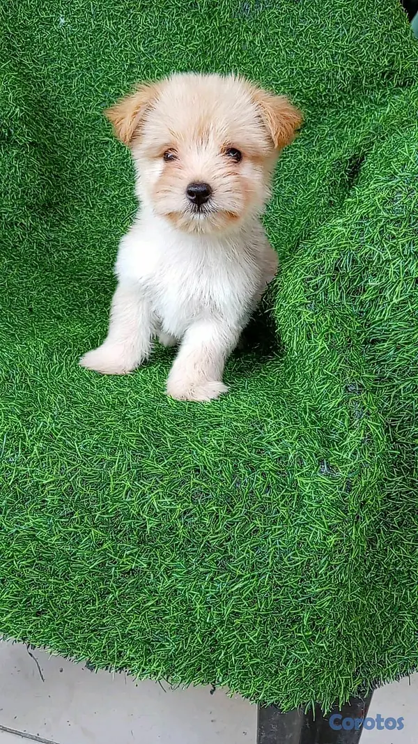 animales y mascotas - hermosos cachorritos shipoo toy 3
