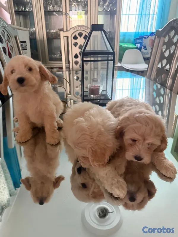 animales y mascotas - Vendo Cocker Spaniels 11