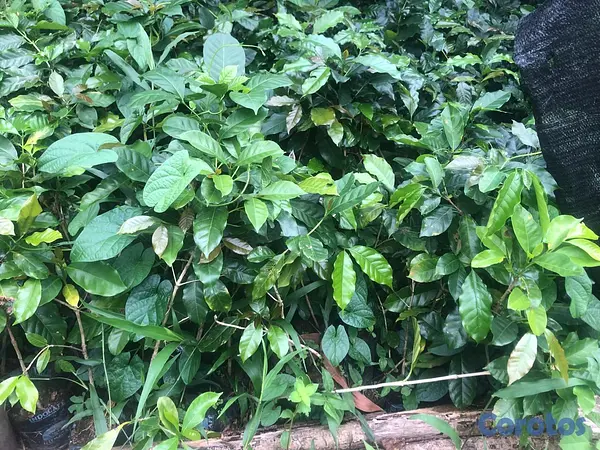 herramientas, jardines y exterior - plantas de Cafe 1