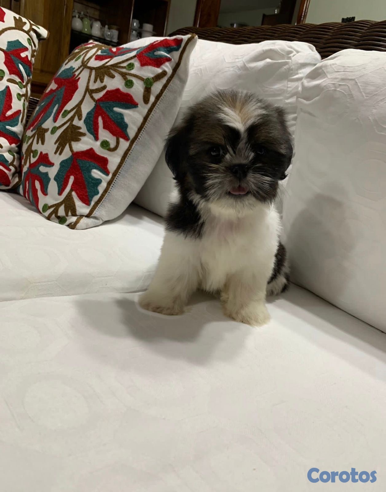 animales y mascotas - Cachorro Shih Tzu mini macho 1