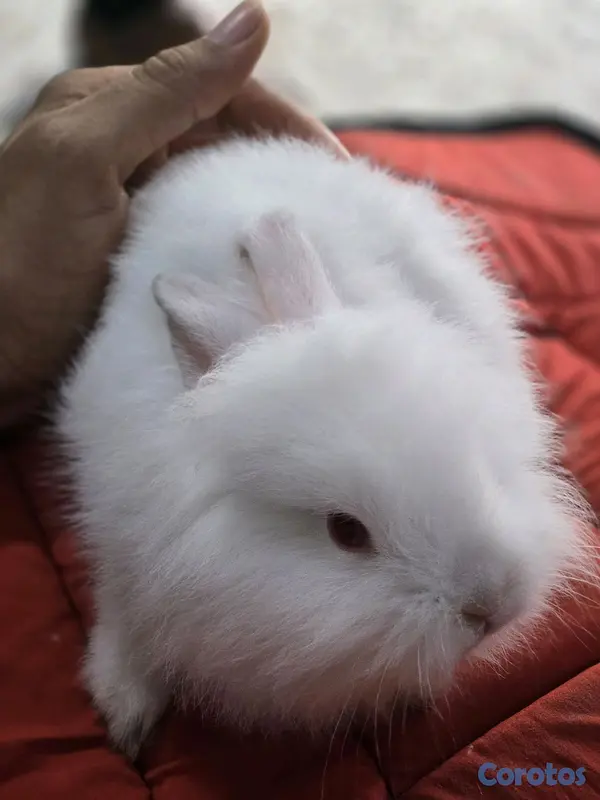 animales y mascotas - conejo cabeza de leon,angora 2