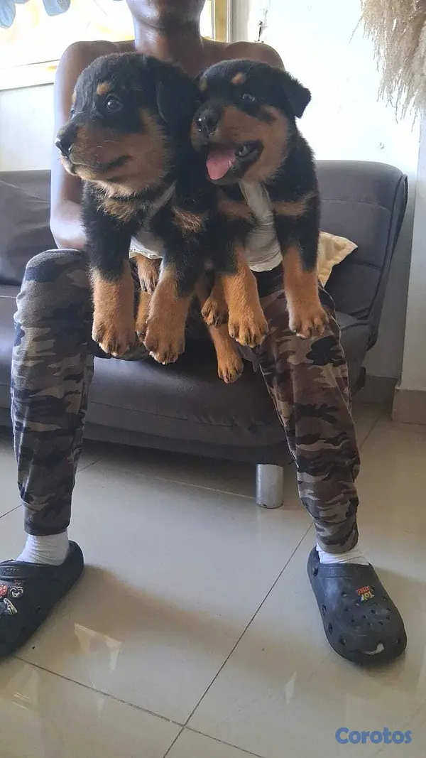 animales y mascotas - Cachorros Rottwailer  3