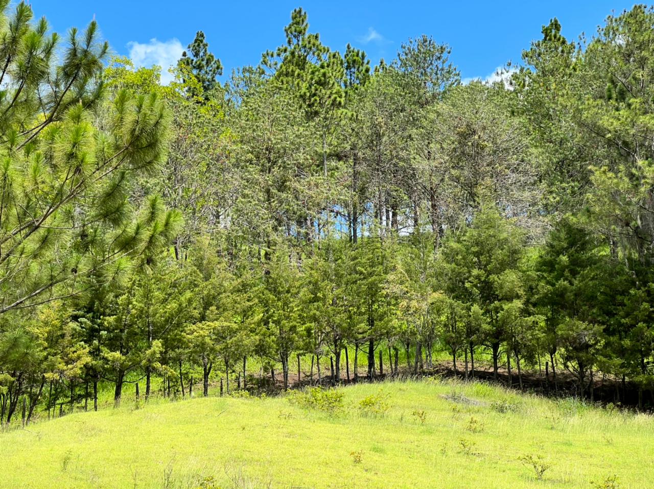 solares y terrenos - Vendo en Constanza varios terrenos 6