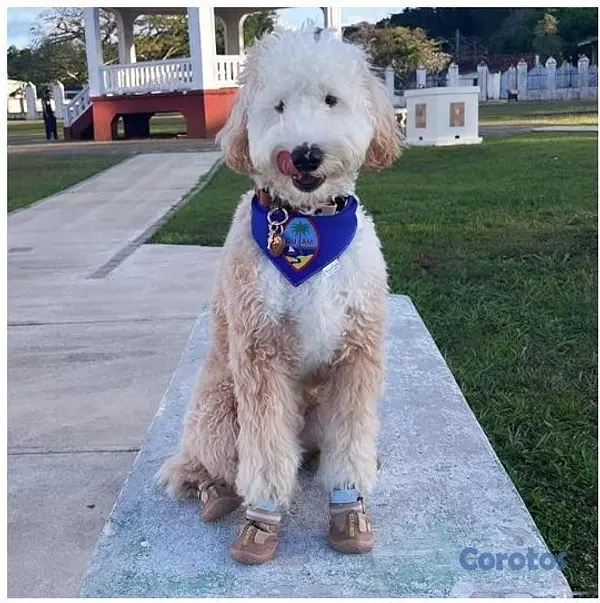animales y mascotas - Zapatos para perros - nuevos sin uso 5