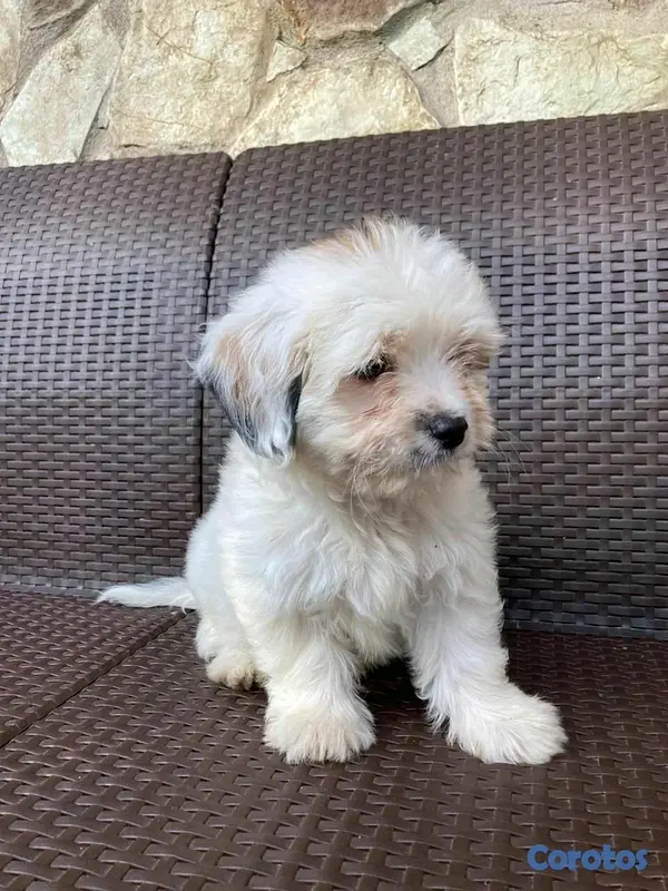 animales y mascotas - hermosos cachorritos de shipoo 5