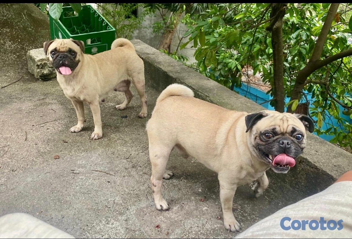animales y mascotas -  Pug  macho y hembra 
con su dos primeras vacunas desparasita, padres presente  5