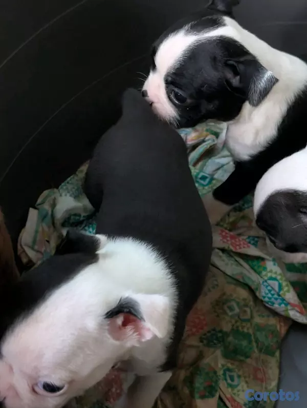 animales y mascotas - Hermosa Cachorros Boston Terrier, la mejor genética  2