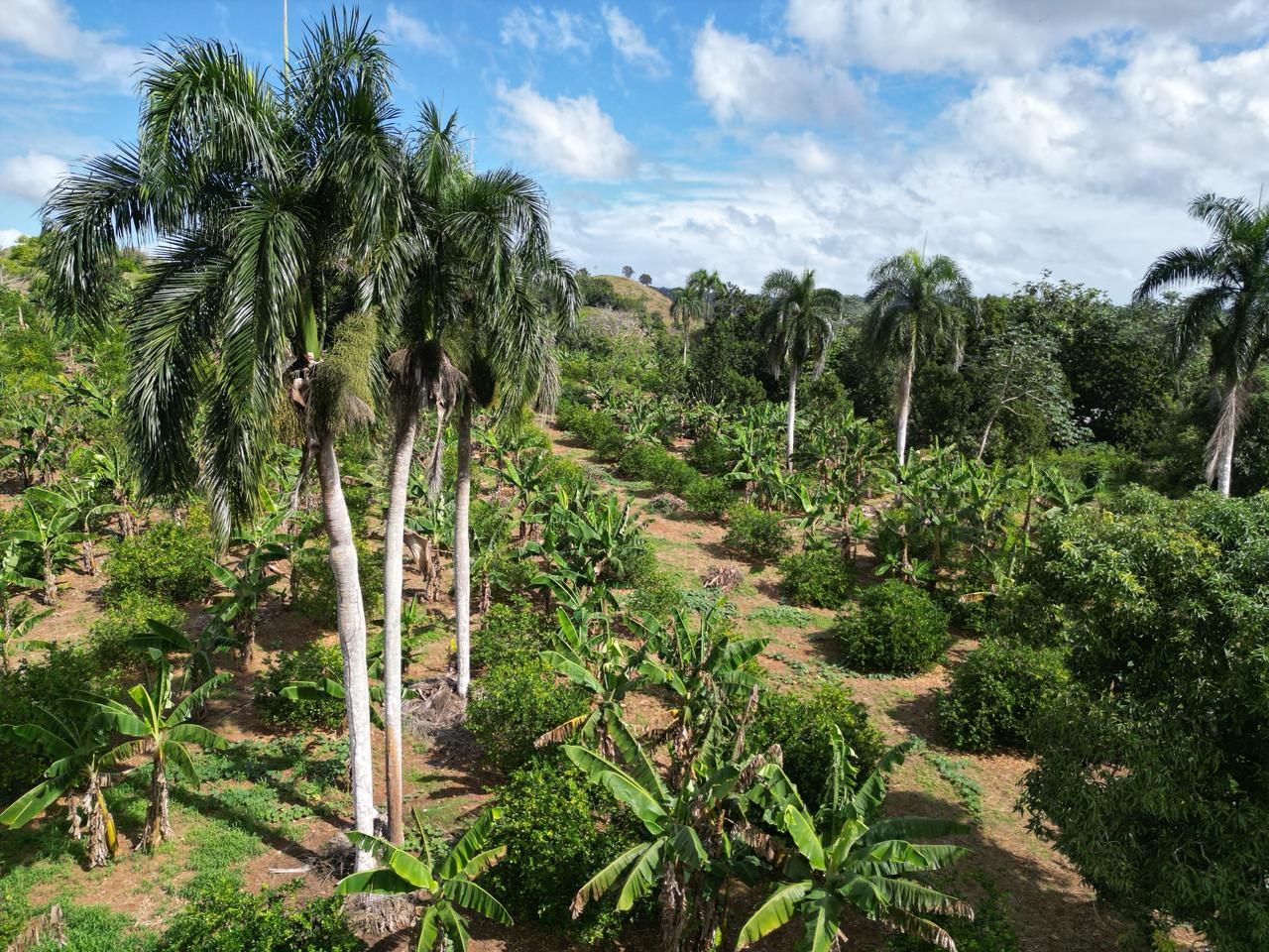 solares y terrenos - Vendo finca en Bayaguana, con título y sembrada