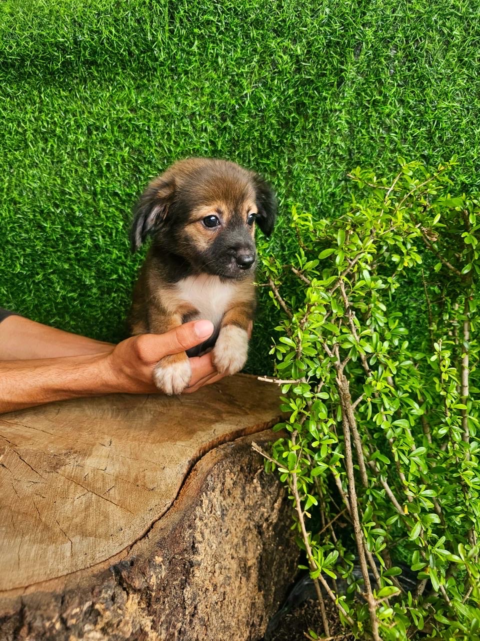 animales y mascotas - Poddle con mariposa 