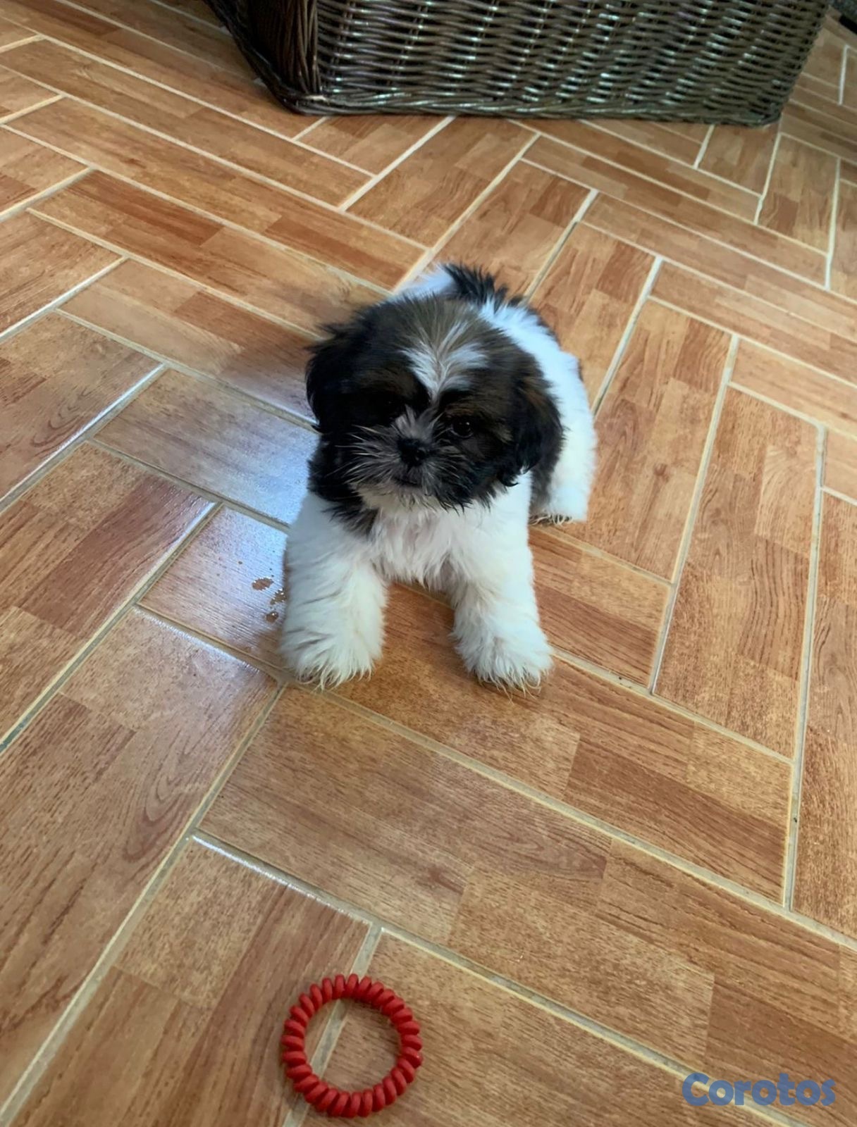 animales y mascotas - Cachorro Shih Tzu mini macho 2