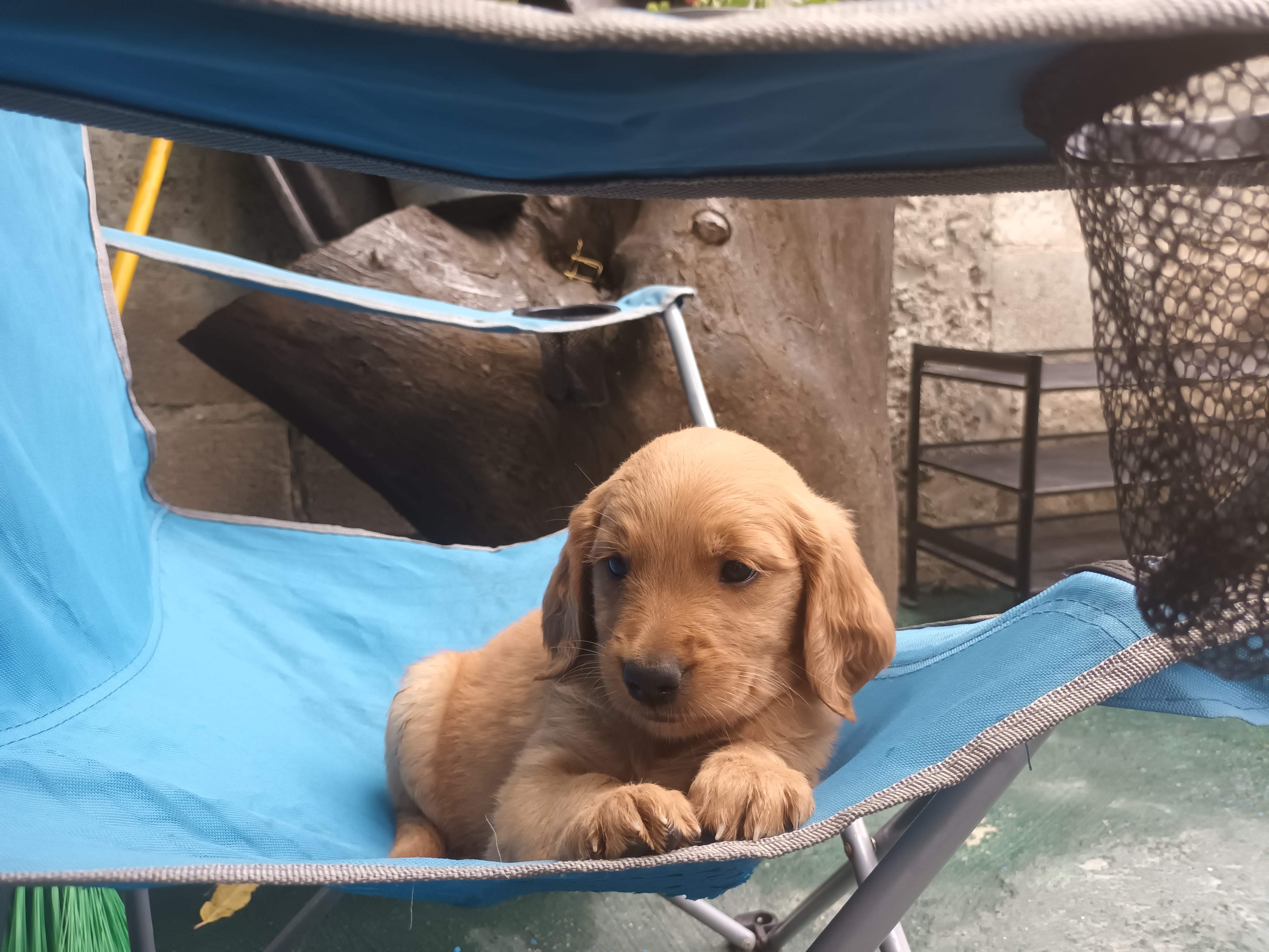 animales y mascotas - Hermoso cachorros Golden  Retriever listo para entregar vacunas al día  8