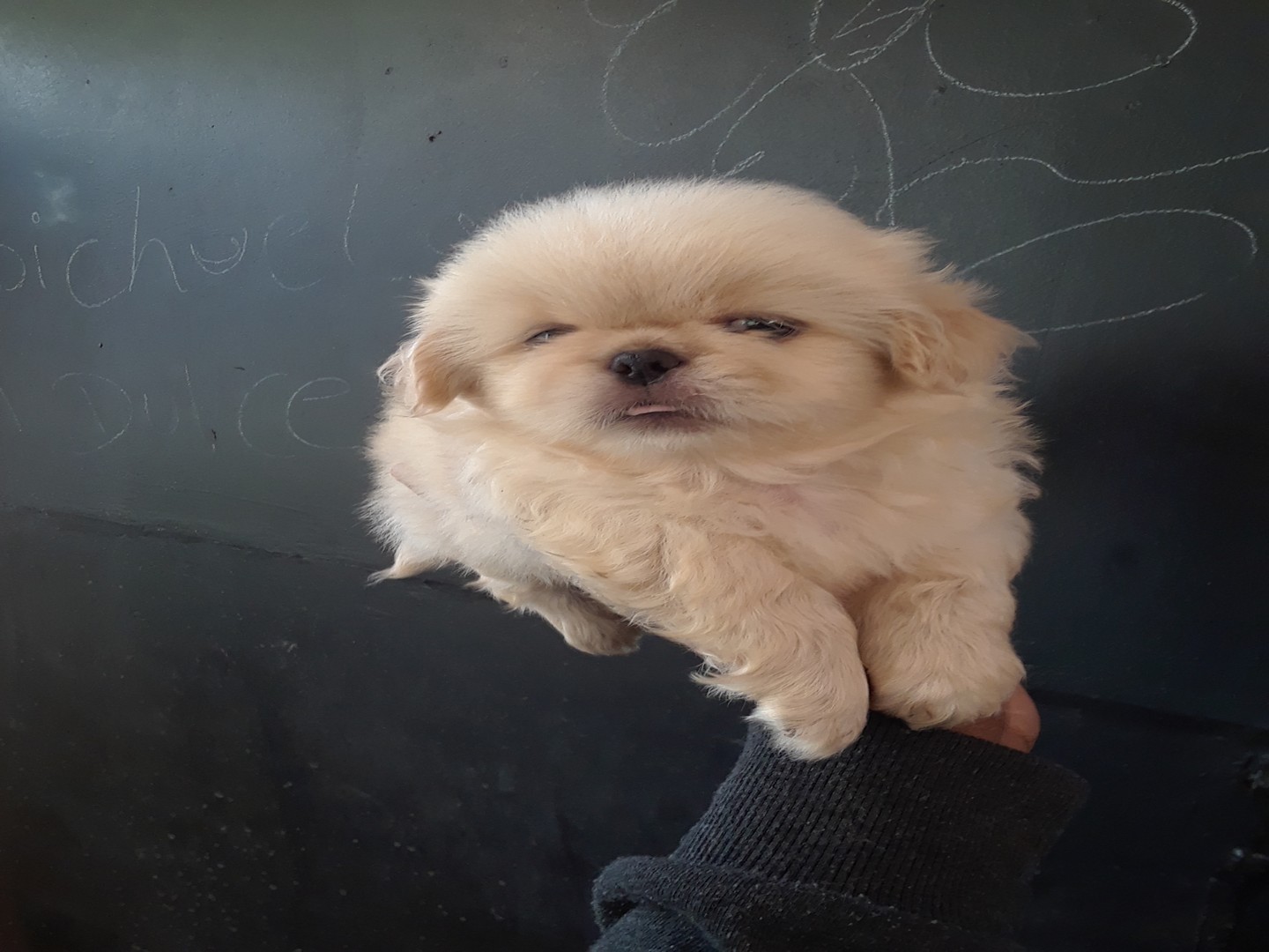 animales y mascotas - Pekines macho disponible 
