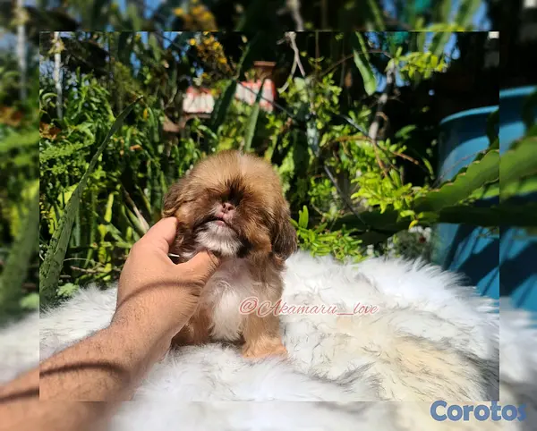 animales y mascotas - Shih tzu ( liver ) 3