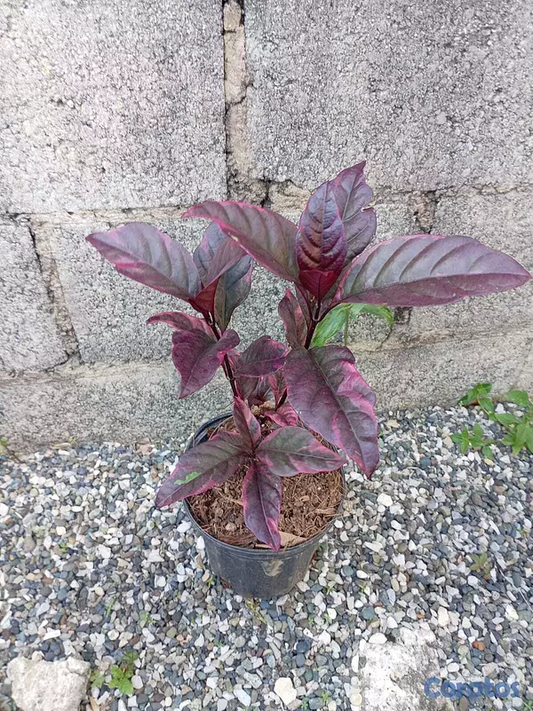 herramientas, jardines y exterior - Plantas ornamentales para decorar tu jardin 4