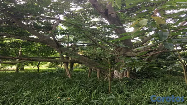solares y terrenos - Venta Finca Km25 Autopista Duarte 6