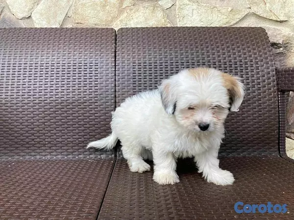 animales y mascotas - hermosos cachorritos de shipoo 2