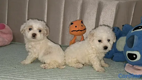 animales y mascotas - Hermosos cachorritos maltipo toy machos  4