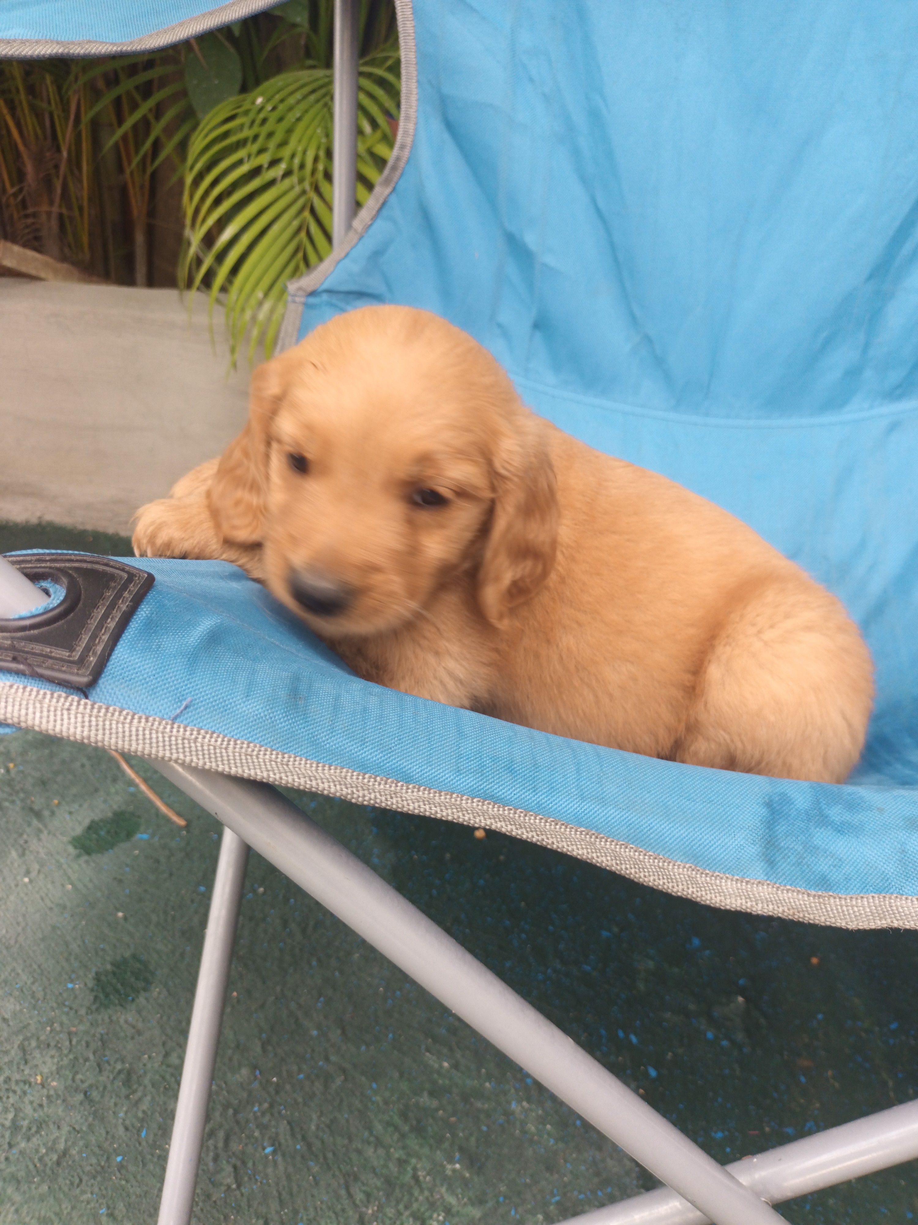 animales y mascotas - Hermoso cachorros Golden  Retriever listo para entregar vacunas al día  6
