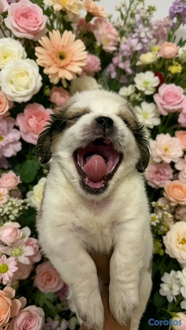 animales y mascotas - shipoo  3