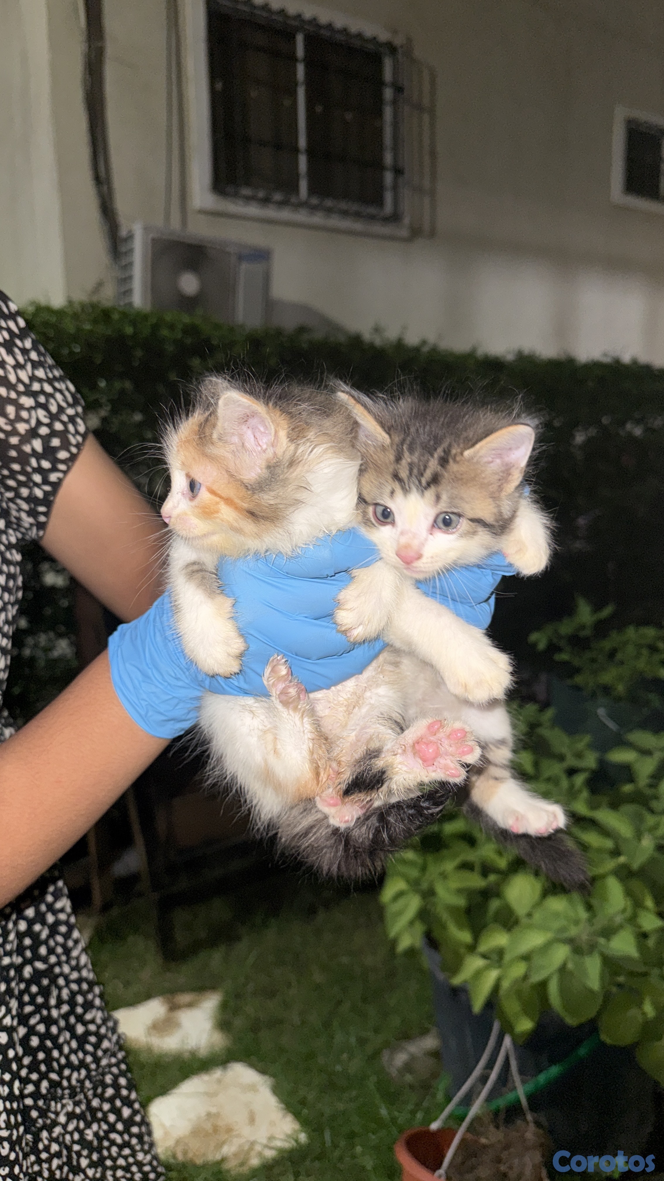 animales y mascotas - Gaticos gratis  1