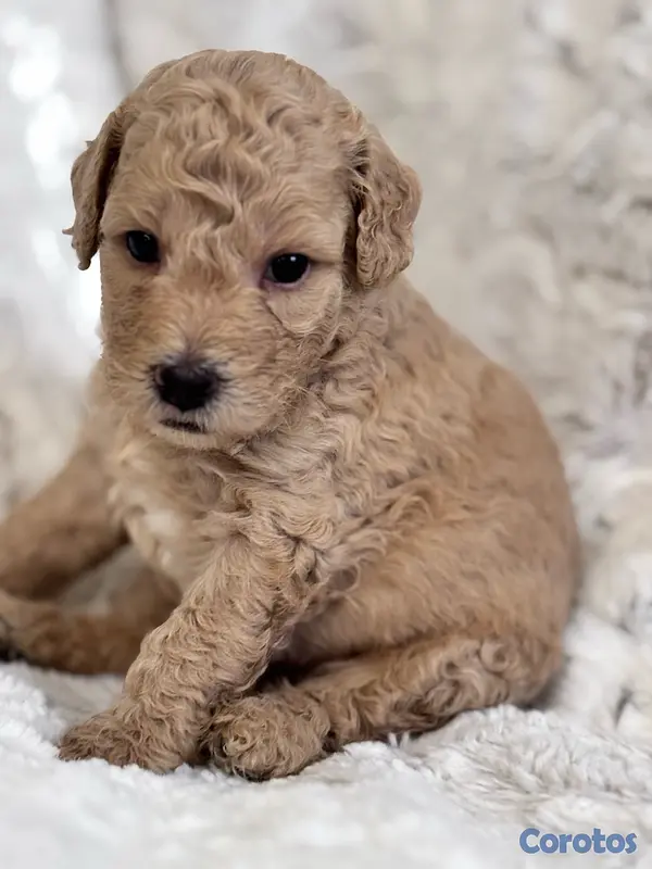 servicios profesionales - POODLE TOY CANICHE 2