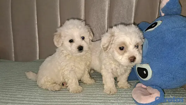 animales y mascotas - Hermosos cachorritos maltipo toy machos  5