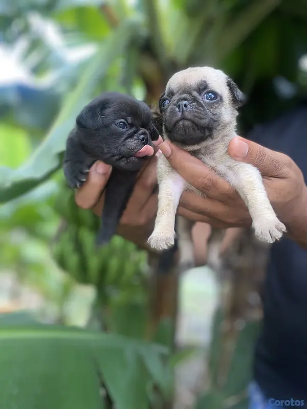 animales y mascotas - Pug 2