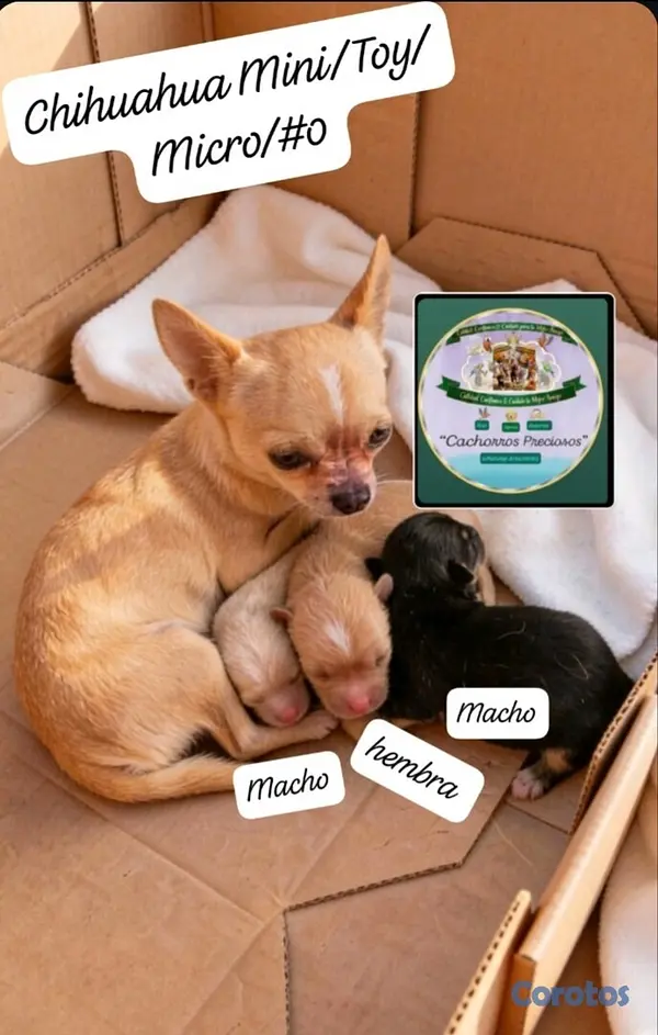 animales y mascotas - Chihuahua Mini/Toy/Micro 5