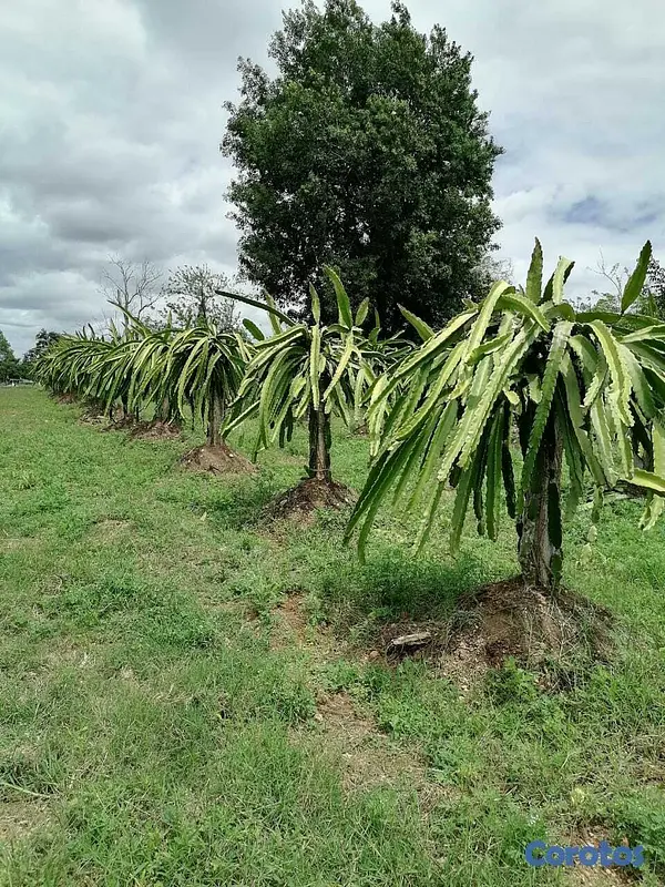 otros inmuebles - Finca en Venta Ubicada en San Pedro de Macorís Macoris 6