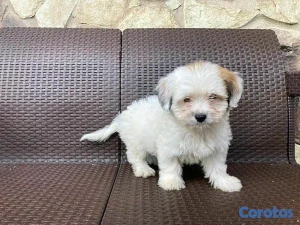 animales y mascotas - hermosos cachorritos de shipoo 3