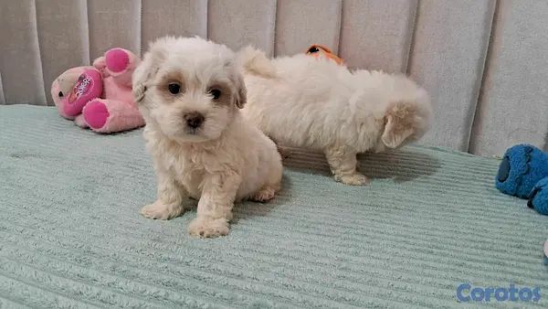 animales y mascotas - Hermosos cachorritos maltipo toy machos  7