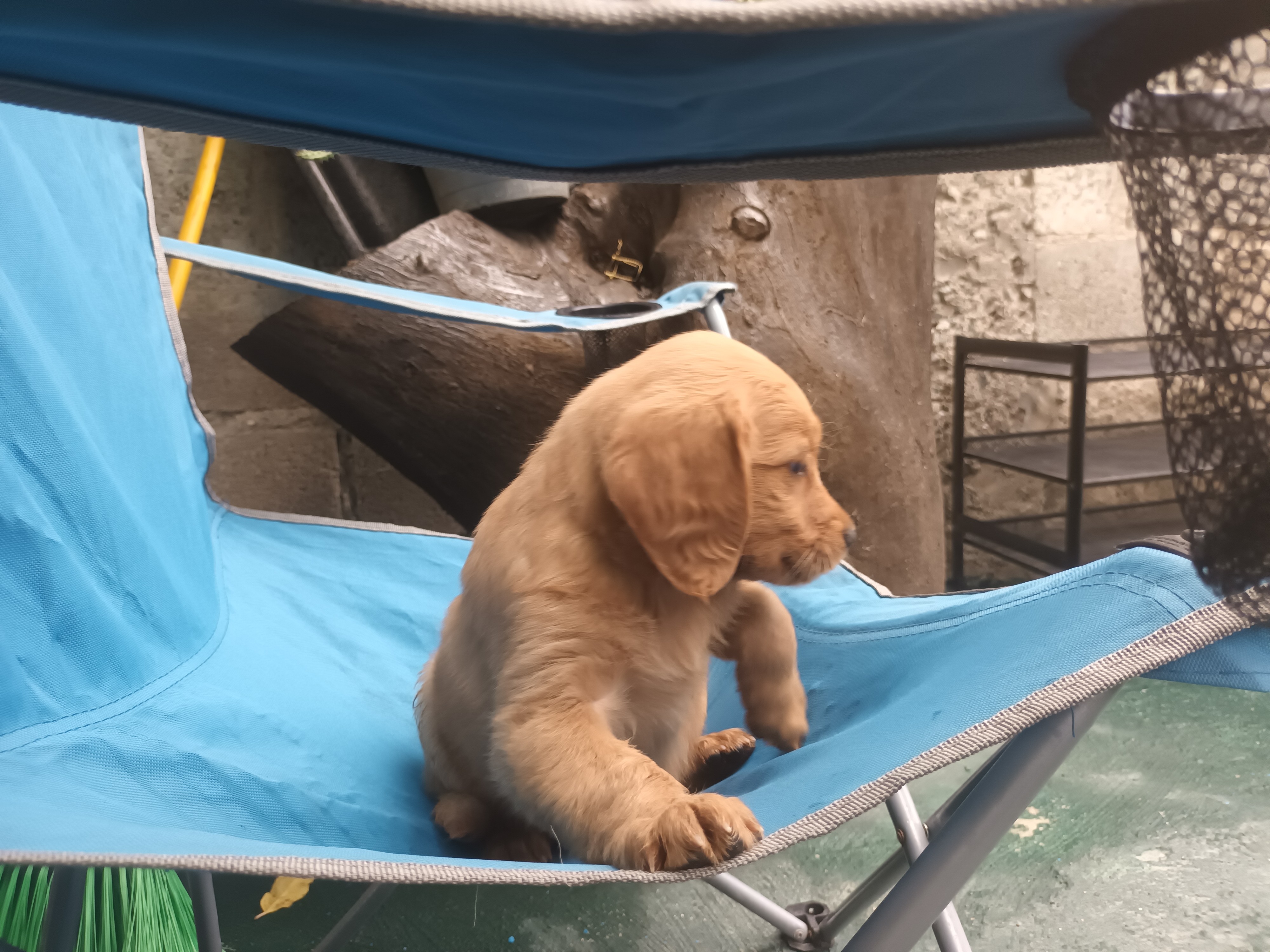 animales y mascotas - Hermoso cachorros Golden  Retriever listo para entregar vacunas al día  9