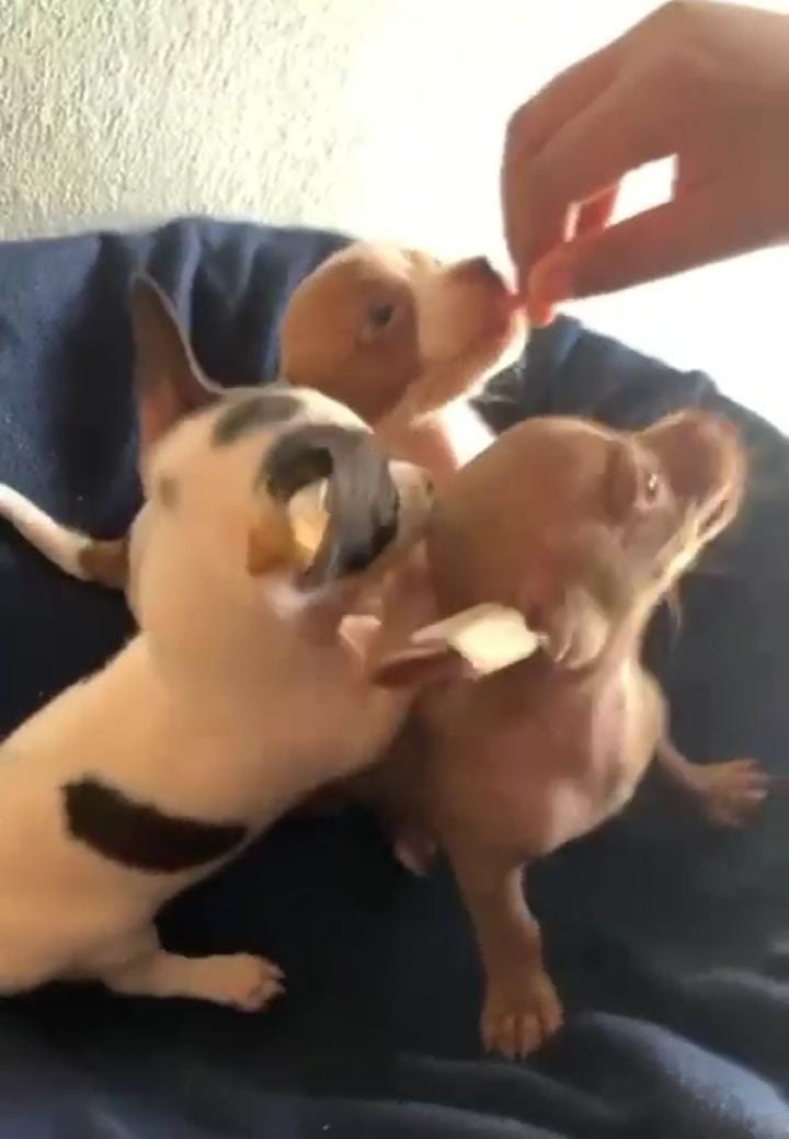 animales y mascotas - Chihuahua #1 ambos sexos 