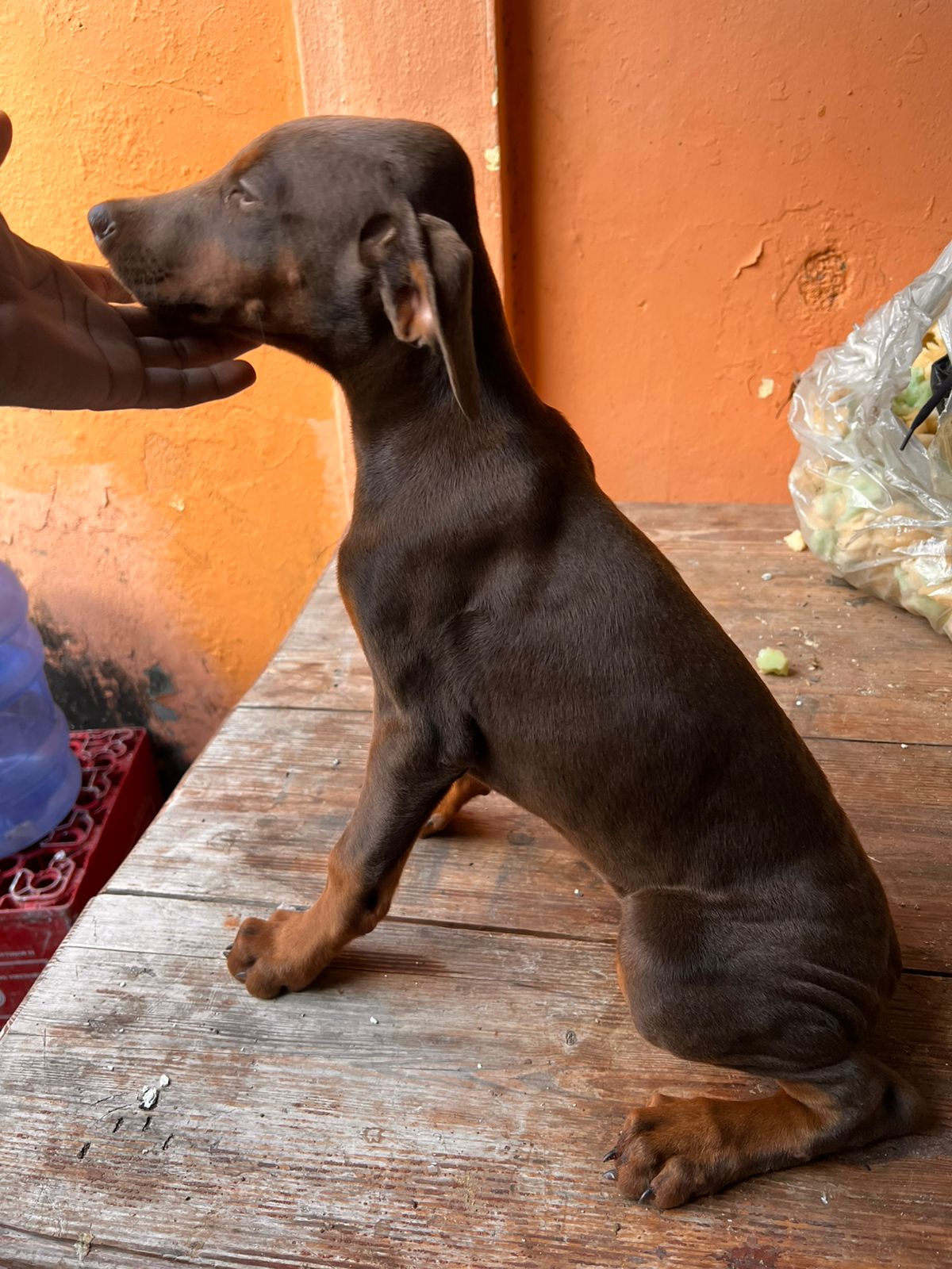 animales y mascotas - OFERTA CACHORRO DOBERMAN AMBOS SEXO EN SANTO DOMIN