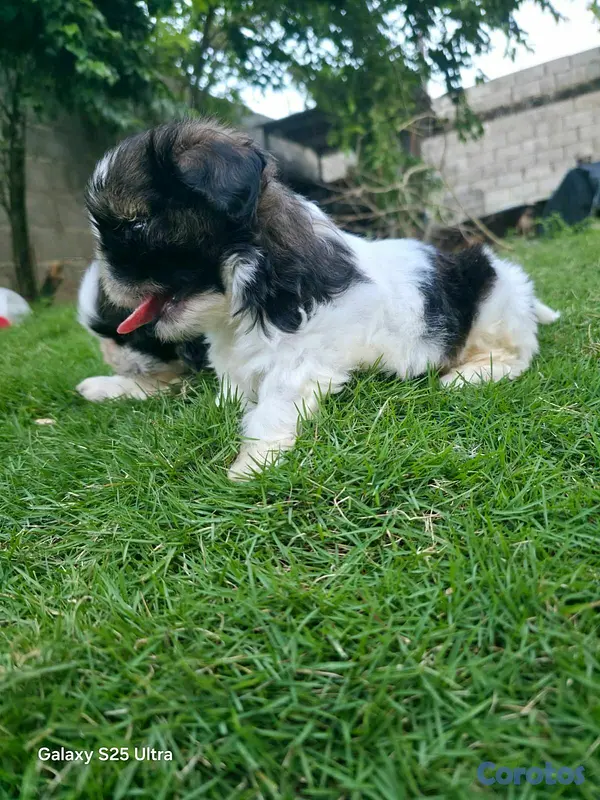 animales y mascotas - hermosos cachorritos shitzu  4