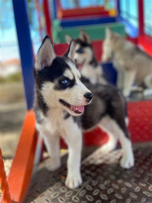 animales y mascotas - Husky’s ojos azules malamute