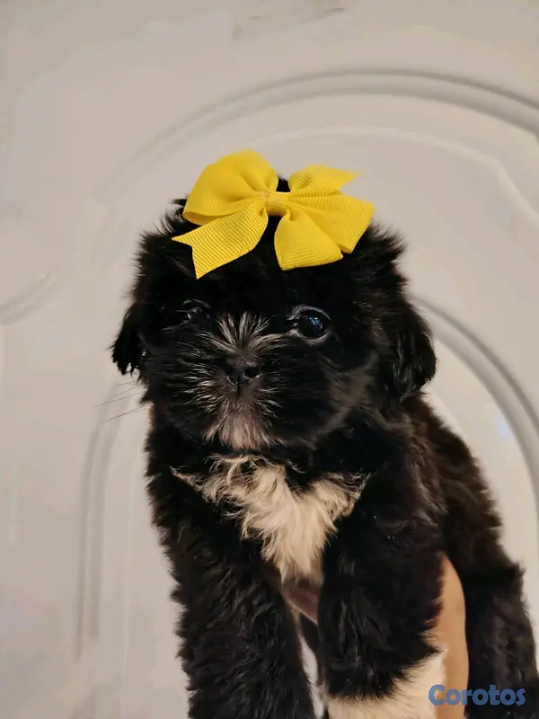 animales y mascotas - hermosos cachorritos de shitzu toy 5