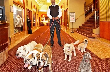animales y mascotas - Hotel Canino🏨